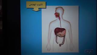 الجهاز الهضمي عند الانسان