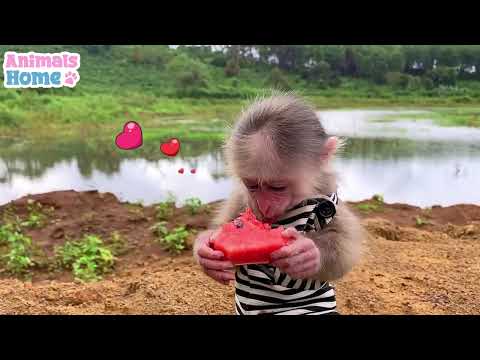 Macaco bebé Bibi brinca com cachorrinho fofo e come melancia gigante