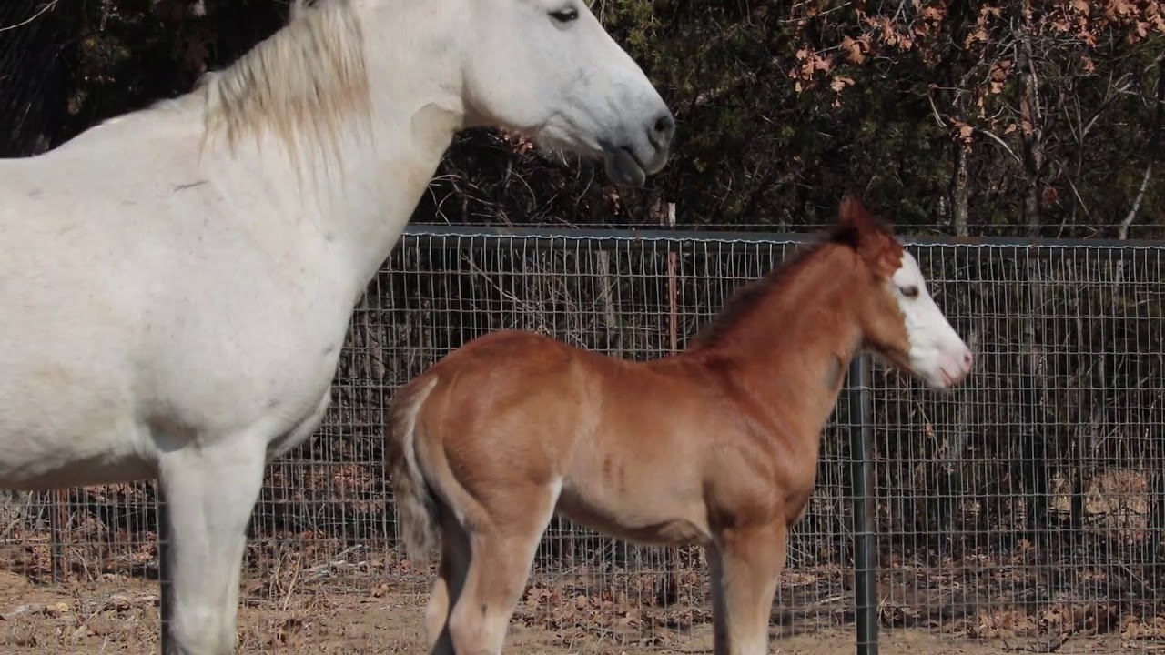 2018 Colt by Colonels Lil Gun x Hollywood Baby Dunit