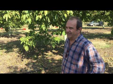 Βίντεο: Πώς να φυλάσσετε καρύδια
