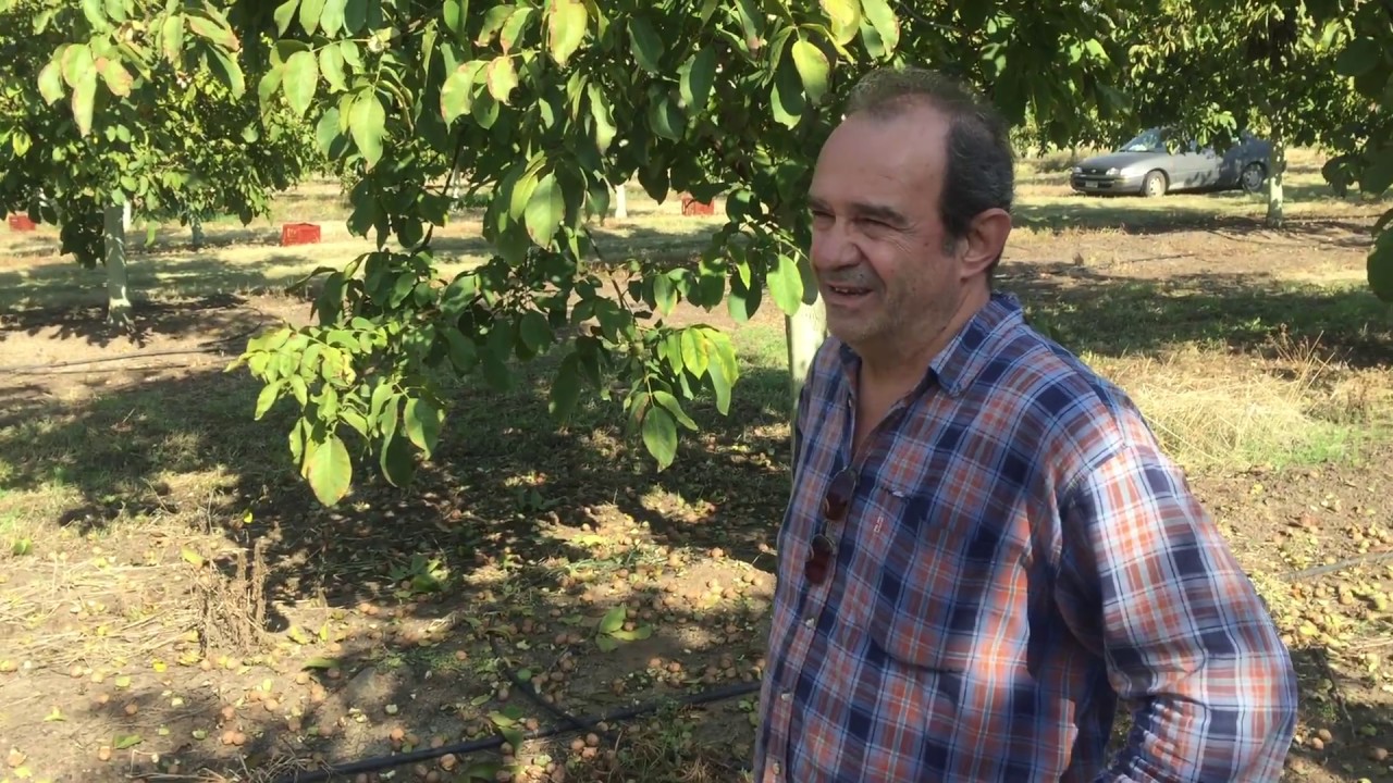 Καρύδια - συγκομιδή,πλύσιμο, στέγνωμα. 2018 Chandler.