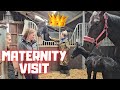 Queenuniek gives me a hug maternity visit  im riding mathilde  escaped ponies  friesian horses