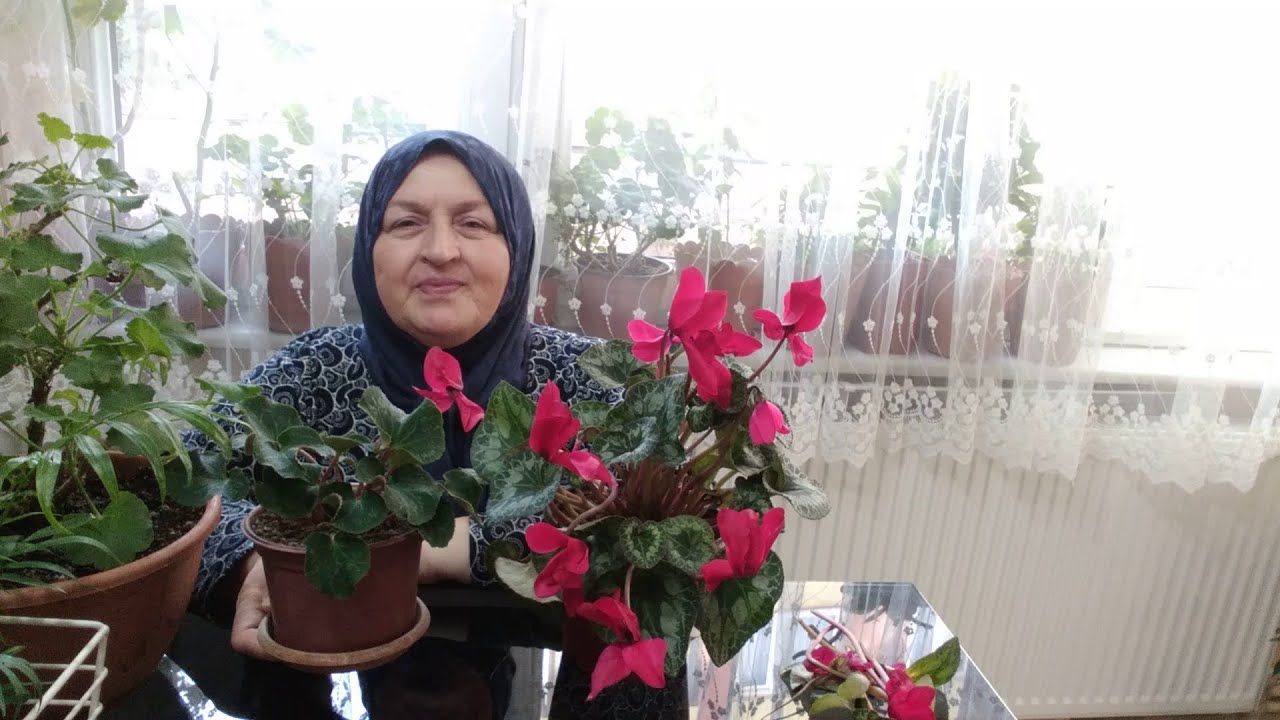 SIKLAMEN (TAVŞAN KULAĞI) ÇİÇEĞİNİN BAKIMI NASIL YAPILIR VE HAKKINDA BİLİNMESİ GEREKENLER NELERDİR ?