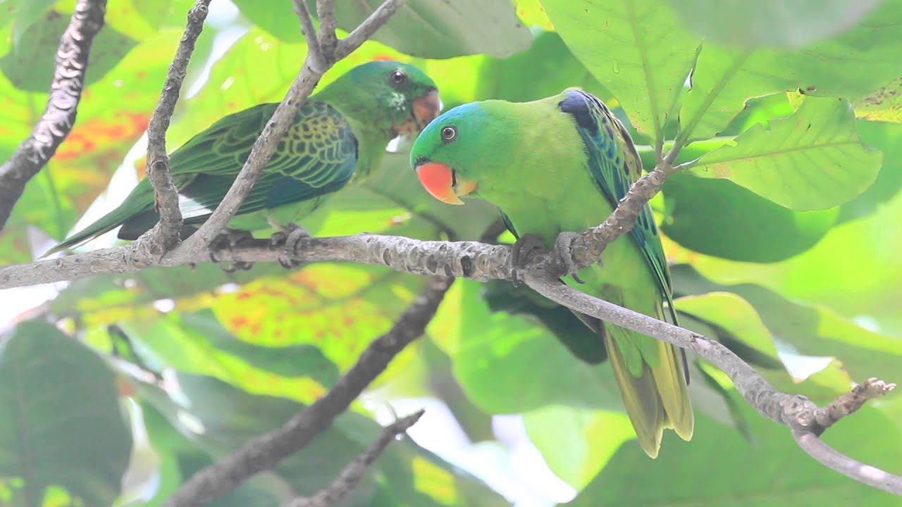 ♪鳥くん野鳥動画（Borneo）ｺｵｵﾊﾅｲﾝｺﾓﾄﾞｷ親子Blue-naped Parrot - YouTube