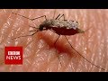 New video by BBC News on YouTube