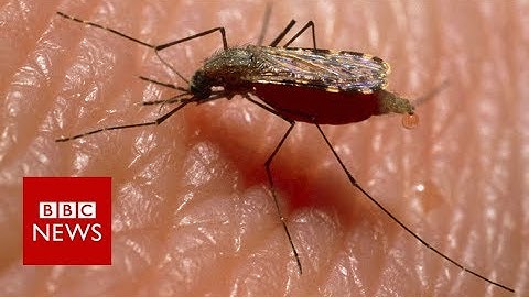 Why is this African village letting mosquitoes in? - BBC News