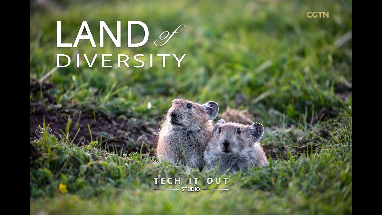 Plateau pikas survive harsh Tibetan winter with unexpected strategies