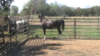 Black Arabian Stallion - Mare talking