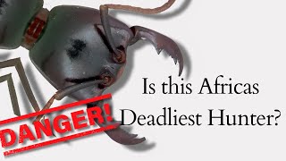 The Secret Life Of Africas Driver Ants