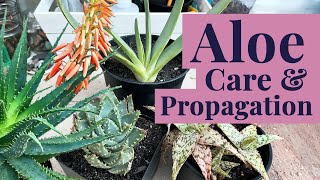 Mastering Aloe: Care, Propagation, Rescue, and More!