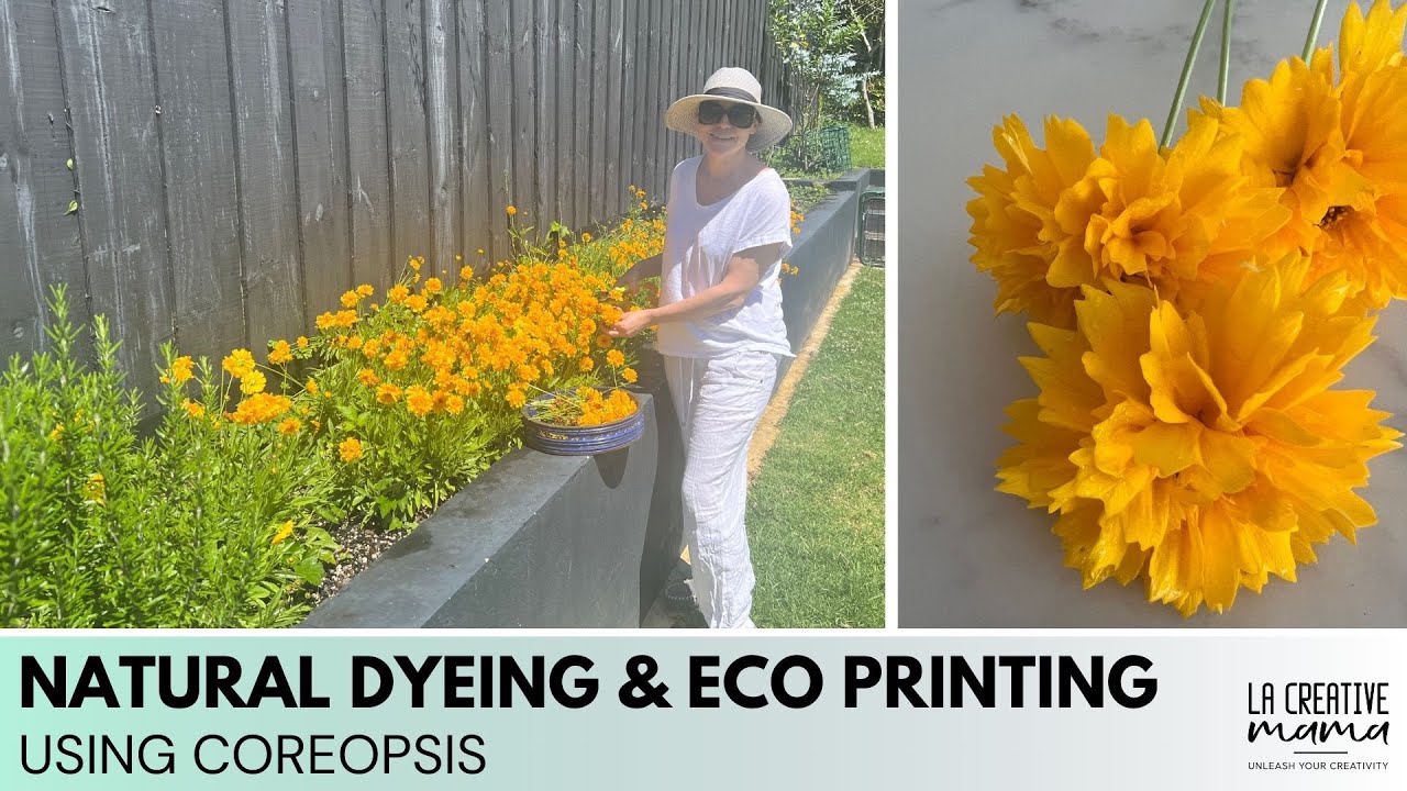 Using coreopsis for natural dyeing and eco printing on fabrics and yarns