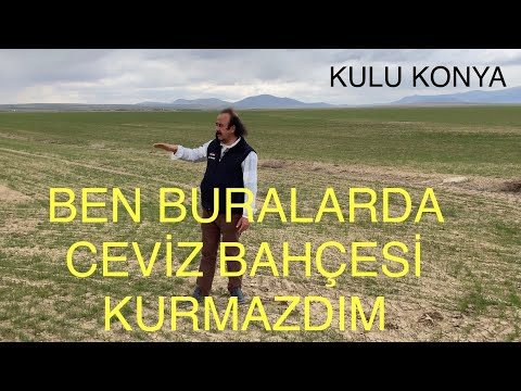 BEN BURALARDA CEVİZ
