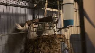 Grey squirrel making a drey