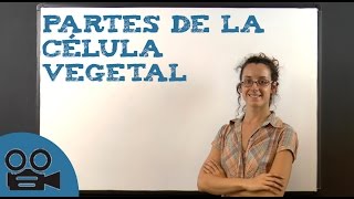 Partes de la célula vegetal