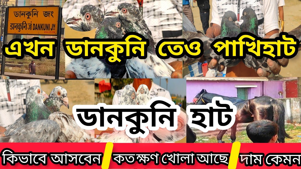 ডানকুনি পায়রা হাট | Dankuni Pet Market | ডানকুনি তে শুরু হলো পশুপাখি বাজার|@pigeonsloverrj9600