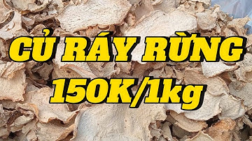 TÁC DỤNG CHÍNH CỦA CỦ RÁY RỪNG ( CỦ BẠC HÀ NÚI ). BẠC HÀ NÚI 150K/1KG