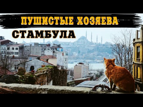 СТАМБУЛ - ВО ВЛАСТИ КОТОВ | ISTANBUL. CITY DOMINATED BY CATS