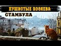 СТАМБУЛ - ВО ВЛАСТИ КОТОВ | ISTANBUL. CITY DOMINATED BY CATS