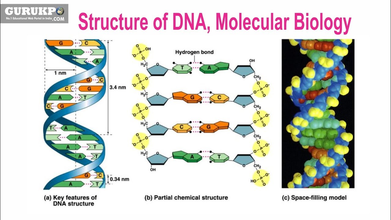 Structure of DNA, Molecular Biology (B.Sc. & M.Sc. Biotechnology) - YouTube