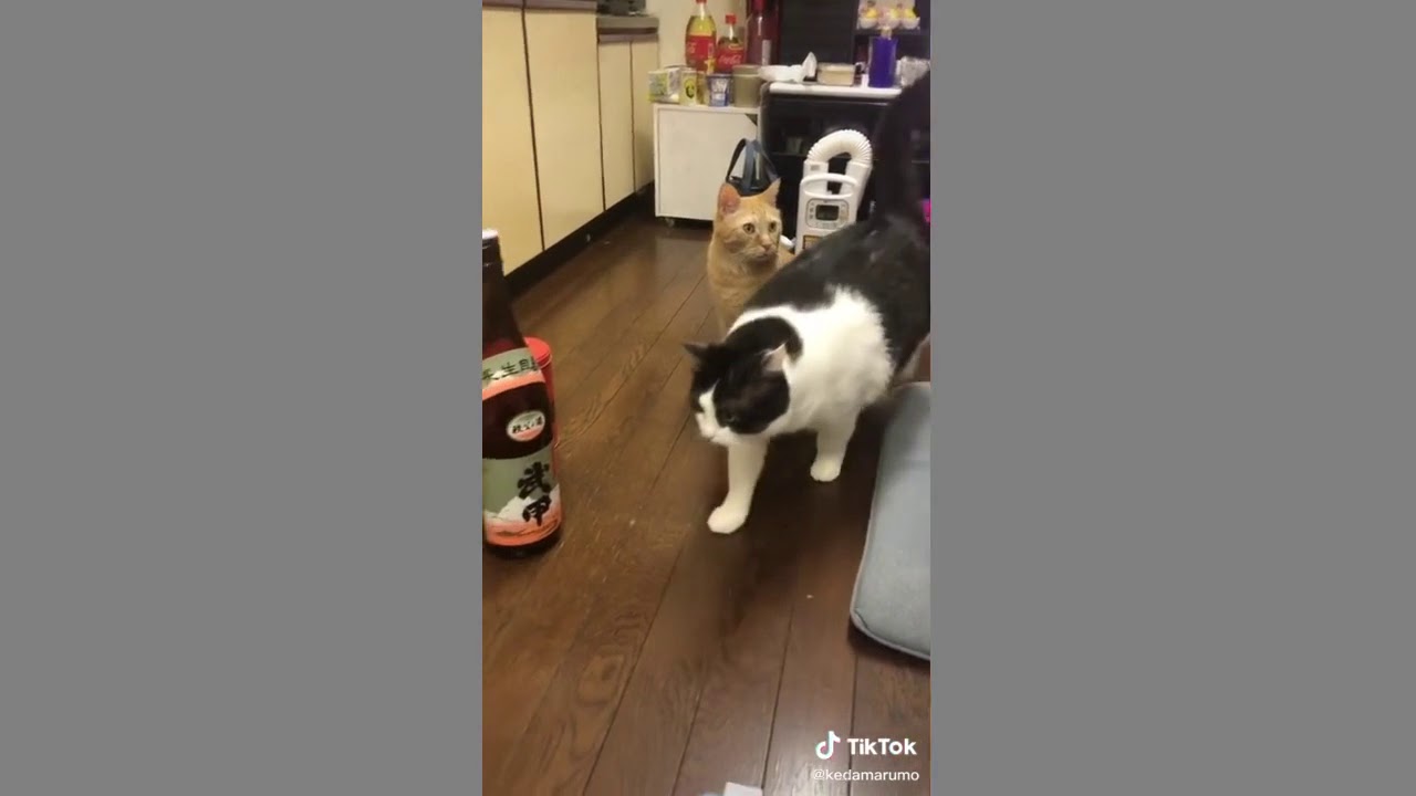 茶色の子は標準サイズです 笑 そんな食べてるわけでもないしすごい動き回ってるのになんでこんなに太ってるの 猫のいる暮らし 13キロ デブ猫 どすこい Youtube