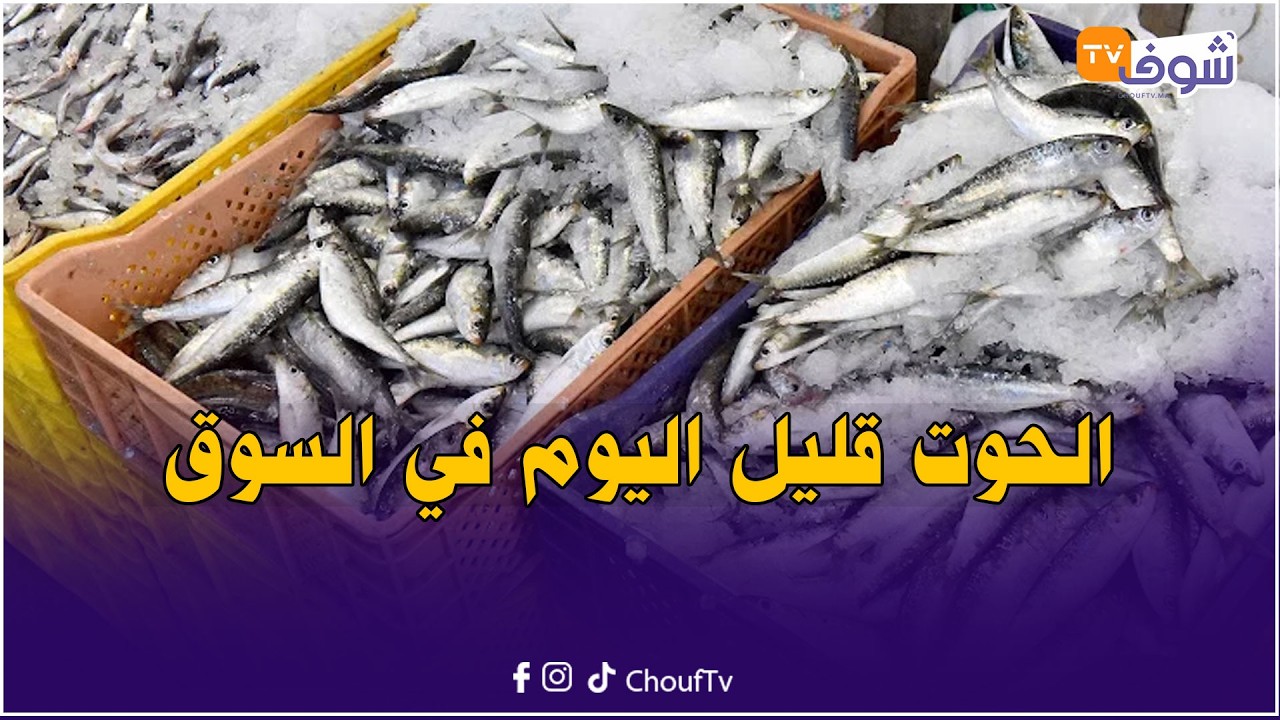 مباشرة من الجديدة : الخوت قليل اليوم في السوق وبائع للسمك يكشف سبب قلة الأسماك والأنواع الموجودة