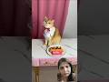 #cat #cats #funny #pets #animals #shorts #catvideos #catshorts #instacat #kitten😺🐈😺 #funnycats