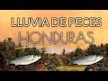 Lluvia de Peces en Yoro Honduras