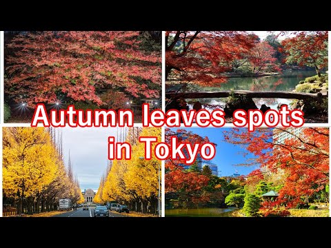 【fvj】the-best-places-to-see-autumn-leaves-in-tokyo