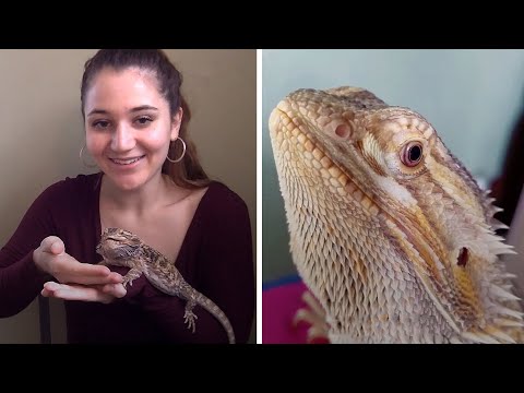 Video: Sunt dragonii cu barbă afectuoși?