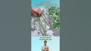 Ngải cứu  điều kinh, không dùng khi rong huyết#ngaicuu  #điều_kinh #kinh_nguyệt #nữ_giới #duocsihung