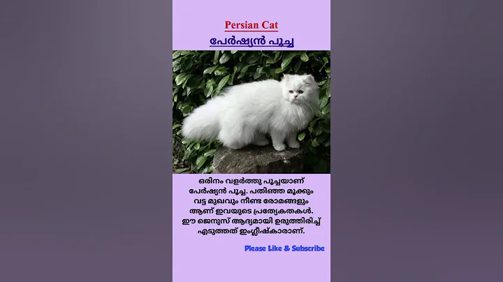 Watch the video about Persian Cat | പേർഷ്യൻ പൂച്ച #cats #shorts