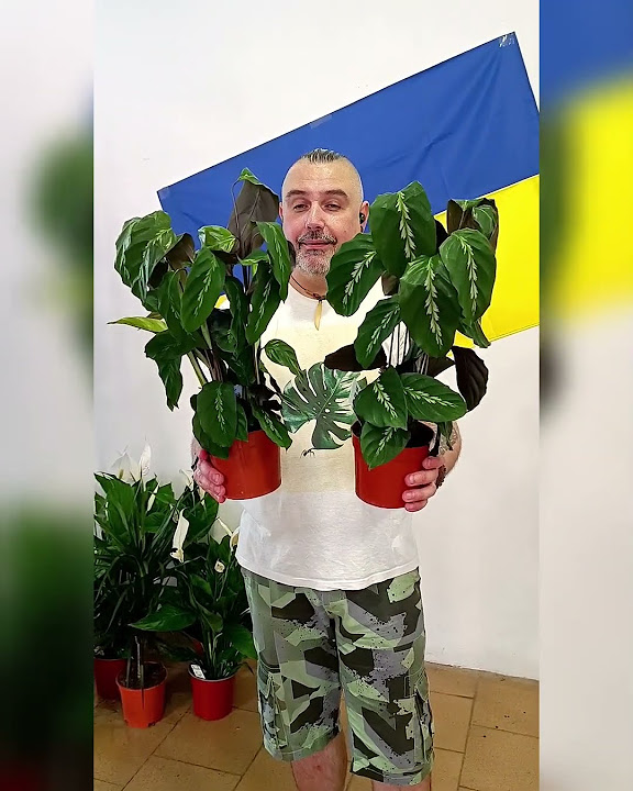 Калатея май квин, цена 200 гривен! Бронь в вайбер 0996782355 #калатея # ...