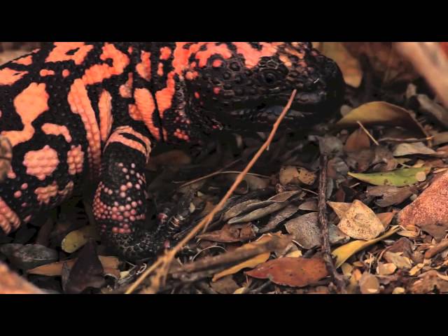 The End Of Rosalina - Rosalina