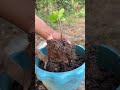 How to Graft Guava Tree with Banana for Maximum Fruit Production | Easy Grafting Method