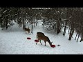 Deer 3-17-2026 6:17 PM