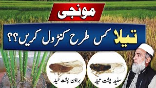 How to control Tela (plant hoppers) in Basmati Rice | Crop Reformer