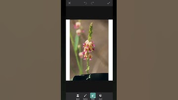FLOWER MOBILE EDITING WITH BLUR BACKGROUND.🌷 LIGHTROOM, SNAPSEED, PICSART!