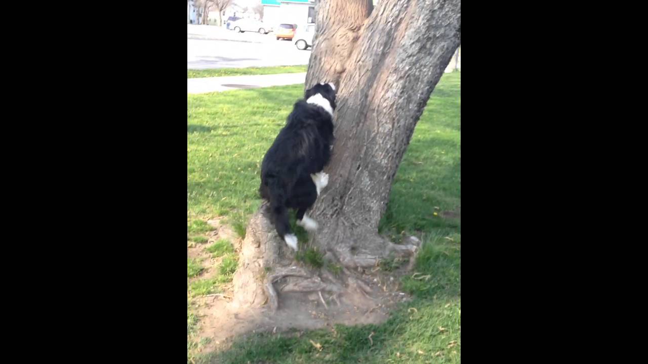 This Dog Can Climb trees Faster than cats YouTube