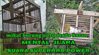 mikat burung sirtu / cipoh muda hutan mental Juara & Suara full #mikatburungsirtu #sirtu #cipow