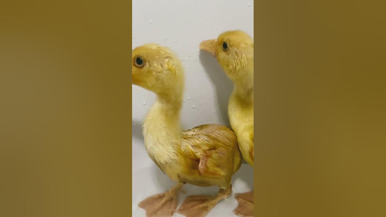Little Baby Ducks Quacking #viral - YouTube