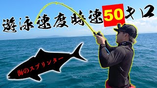 時速50キロで泳ぐ強烈な引きの魚がかかった