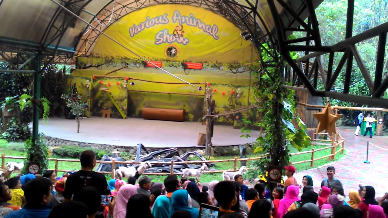 Various animal show taman safari indonesia cisarua bogor. - YouTube