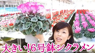 大きい！6号鉢シクラメン　6号シューベルト大きさ比較youtube　ニキフルール　ギフト　プレゼント　鉢花　母の日　hydrangea　あじさい　cyclamen　シクラメン　japan　群馬の鉢花