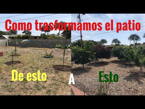 Video: ¿Cómo preparar una parcela de jardín para los árboles en casa?