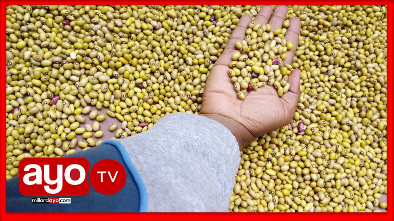 WINGI WA MAHARAGE KIGOMA, WAKULIMA WAVYOPATA MASOKO NA WANUNUZI KUTOKA ULAYA,RC ANDENGENYE ATOA WAZO