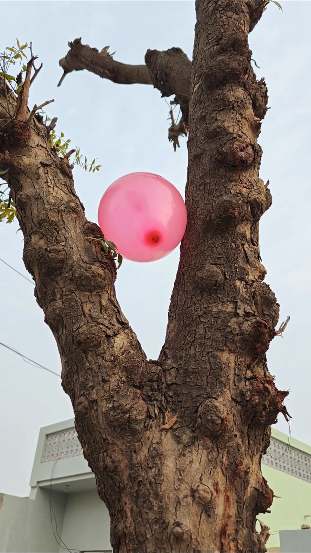 Shantanu ka balloon ? ped per atak Gaya ? #shorts