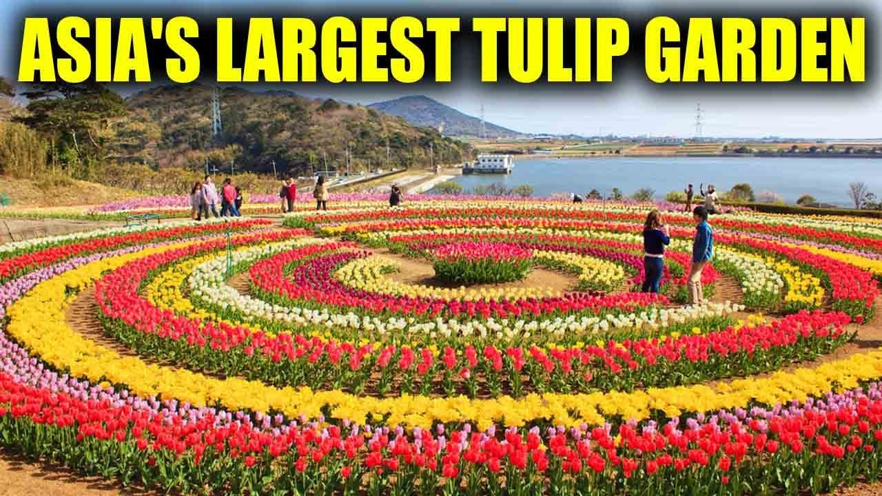 Tulip Garden In Kashmir Asia S Largest Tulip Garden Opens For Visitors Watch Video Boldsky Youtube