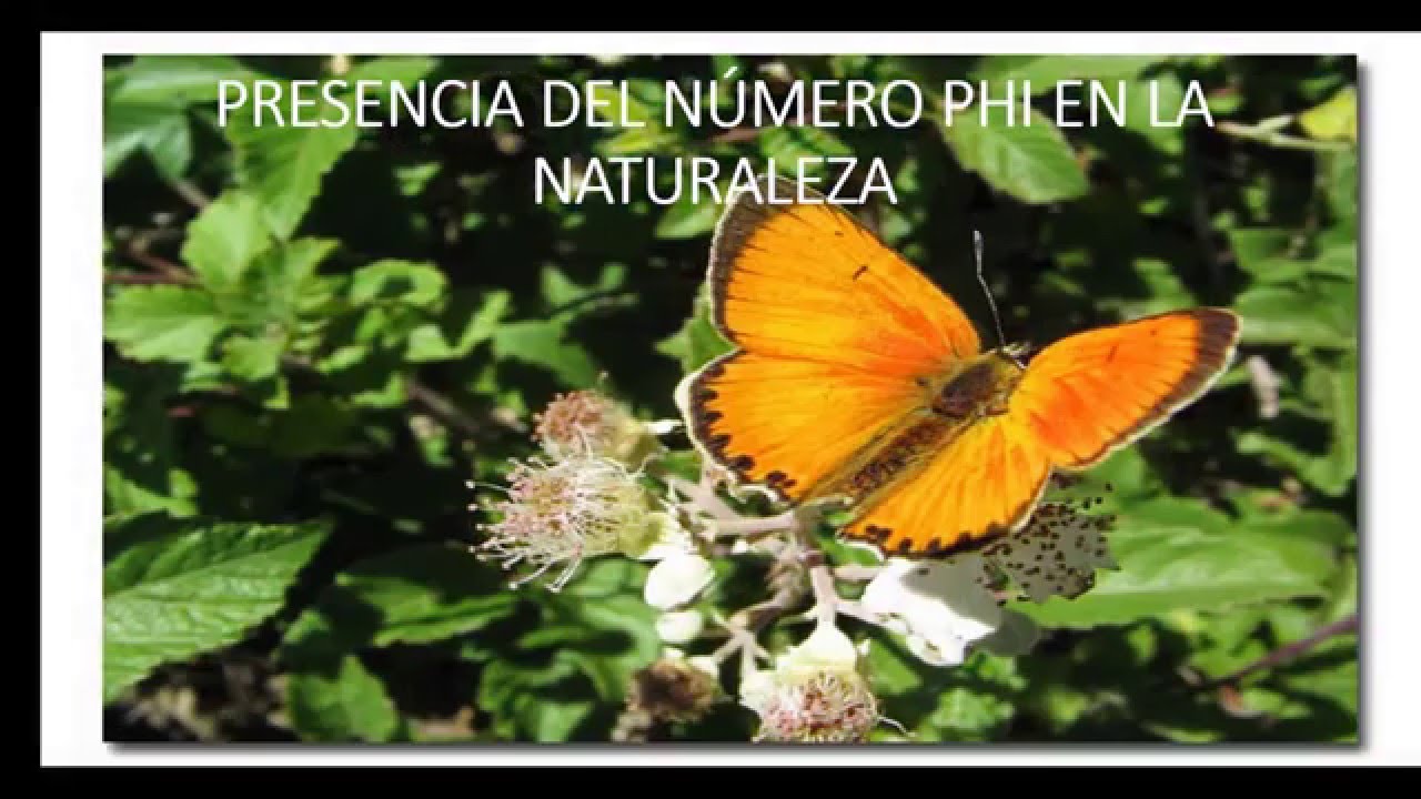 Número phi en el arte y naturaleza - YouTube