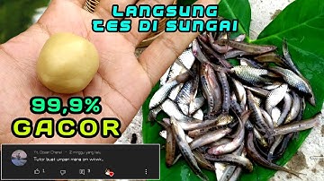 Cara membuat umpan JITU utk mancing ikan di sungai, uceng, wader, melem jamin GACOR (micro fishing)