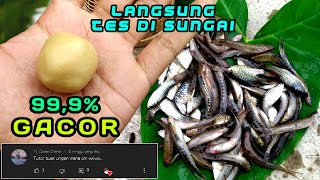 Cara membuat umpan JITU utk mancing ikan di sungai, uceng, wader, melem jamin GACOR (micro fishing)